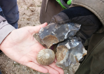 Pfingsten im GeoPark: Kelchkoralle, Bernstein & Co.