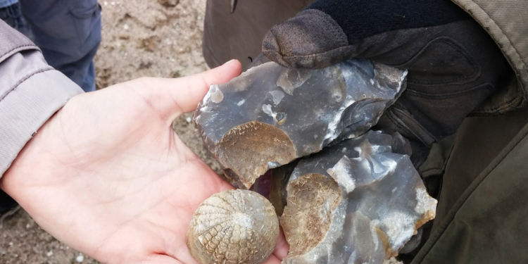 Pfingsten im GeoPark: Kelchkoralle, Bernstein & Co.