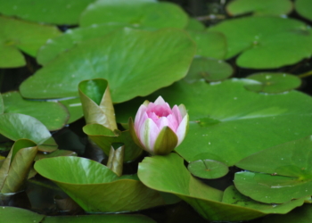 Wilde Blütenpracht – dritter Instawalk in Mölln
