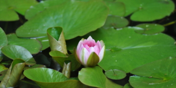 Wilde Blütenpracht – dritter Instawalk in Mölln
