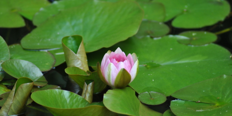 Wilde Blütenpracht – dritter Instawalk in Mölln