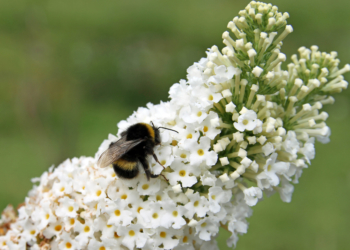 Was lebt denn da im MedizinWald?