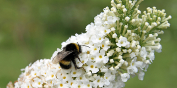 Was lebt denn da im MedizinWald?