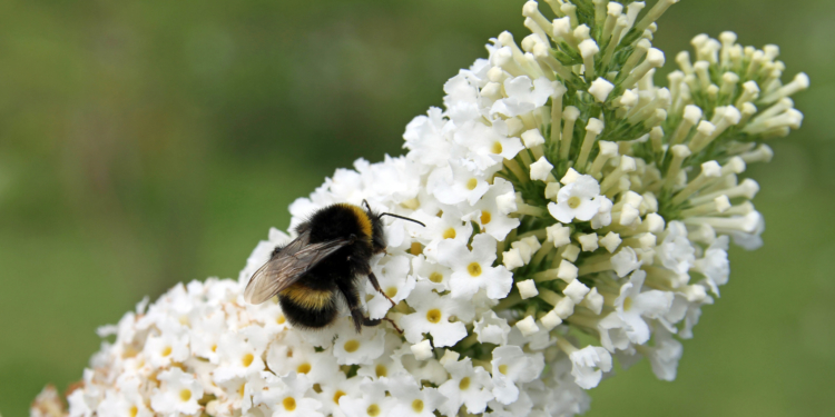 Was lebt denn da im MedizinWald?