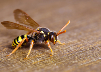 Was tun bei einem Wespen- oder Bienenstich?