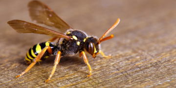 Was tun bei einem Wespen- oder Bienenstich?