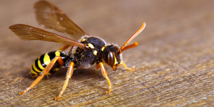 Was tun bei einem Wespen- oder Bienenstich?