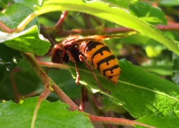 Prüfung Modell Utrecht: Bienenhaltestellen in Geesthacht