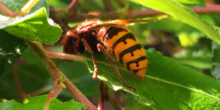 Prüfung Modell Utrecht: Bienenhaltestellen in Geesthacht