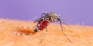 Die Plagegeister lauern überall im Kreis Herzogtum Lauenburg: Jetzt kommen die Mücken