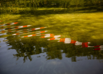 Blaualgen am ‚Klempauer Hofsee‘
