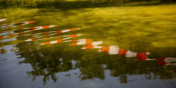 Blaualgen am ‚Klempauer Hofsee‘