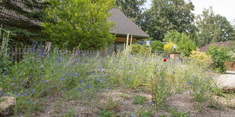 Es brummt jetzt in der Brummelbrede