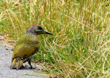 Der Grünspecht hat blaue Augen