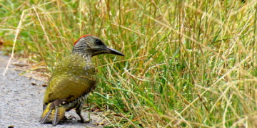 Der Grünspecht hat blaue Augen