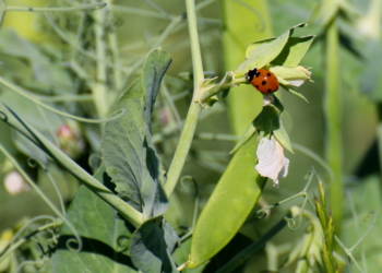 Glücksbringer und eifriger Blattlausjäger mit großem Appetit
