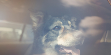 Die Hitzewelle bringt den Tod