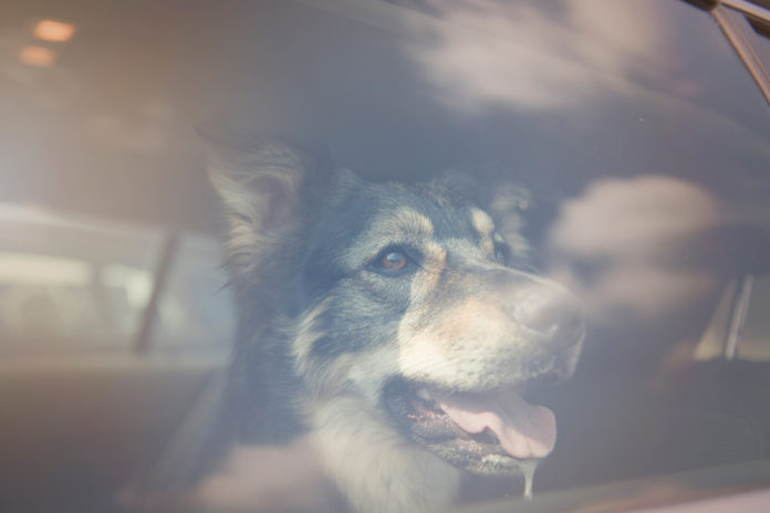 Foto_PM_Hund-im-Backofen_(c)TASSO-e-V-_1