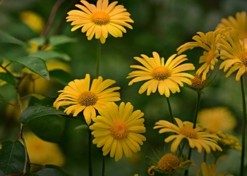 70 Jahre Kleingärtnerverein Ratzeburg