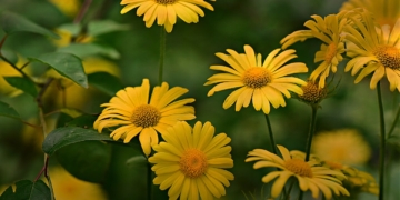 70 Jahre Kleingärtnerverein Ratzeburg