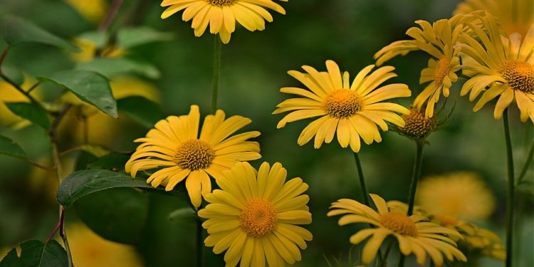 70 Jahre Kleingärtnerverein Ratzeburg
