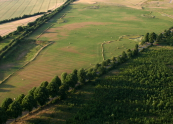 Sommerfest: Zehn Jahre Baumpark Ratzeburg