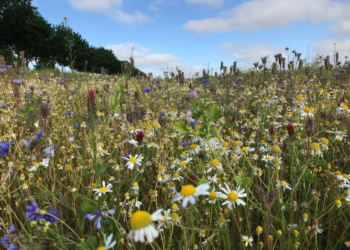 Blühwiesen statt Getreide!