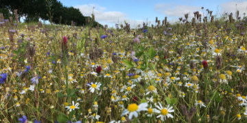 Blühwiesen statt Getreide!