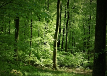 Alte Buchen – Hüter der Artenvielfalt
