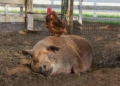 Doku-Dienstag: ‚Unsere große kleine Farm‘ im Filmclub