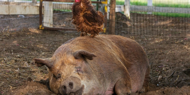 Doku-Dienstag: ‚Unsere große kleine Farm‘ im Filmclub