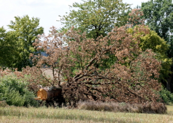 ‚Buchen sollst du suchen, Eichen sollst du weichen‘