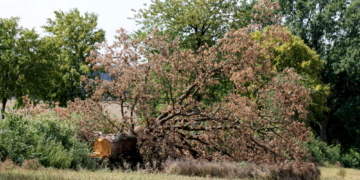‚Buchen sollst du suchen, Eichen sollst du weichen‘