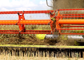 Das Schwarze Gold kommt vom Feld
