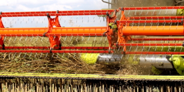 Das Schwarze Gold kommt vom Feld