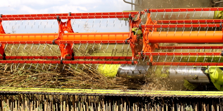 Das Schwarze Gold kommt vom Feld