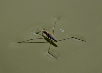 Die über das Wasser laufen können