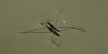 Die über das Wasser laufen können