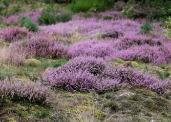 De lütte Woltersdorfer Heideblüte