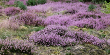 De lütte Woltersdorfer Heideblüte