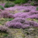De lütte Woltersdorfer Heideblüte