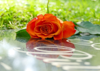 Mölln: ‚Lange Nacht des Friedhofs‘ erzählt von den Wundern des Lebens