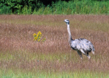 Radtour zu den Nandus