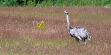 Radtour zu den Nandus