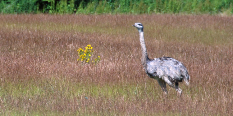 Radtour zu den Nandus