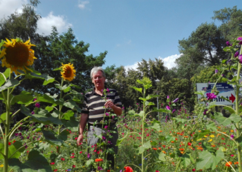 Naturnahe Blumenwiesen entwickeln sich im Ratzeburger Stadtbild