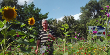 Naturnahe Blumenwiesen entwickeln sich im Ratzeburger Stadtbild