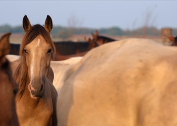 Doku-Dienstag: ‚Magie der Wildpferde‘ im Filmclub