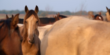 Doku-Dienstag: ‚Magie der Wildpferde‘ im Filmclub