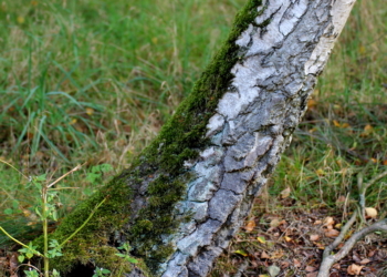 Wetterseite und Himmelsrichtung?